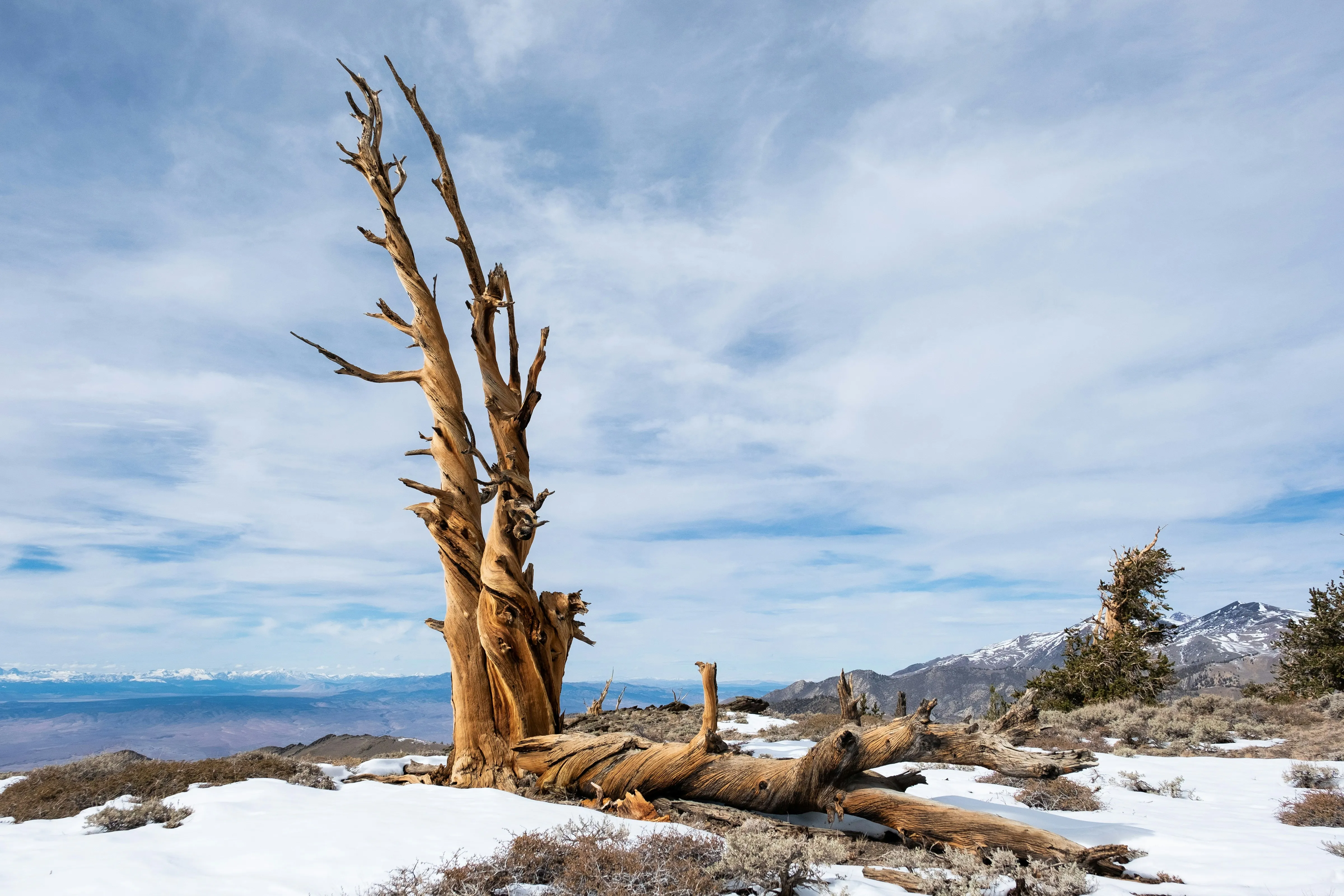 Bristlecone Pine Forest